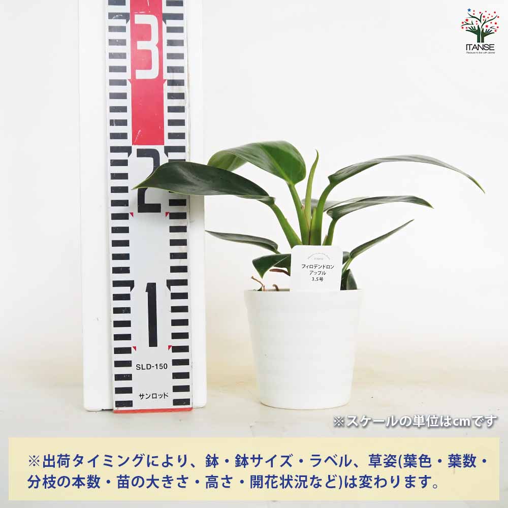 フィロデンドロン アップル 【観葉植物 3.5号】｜ 【植物の