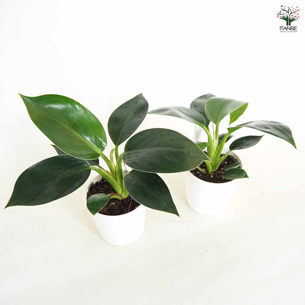 フィロデンドロン アップル 【観葉植物 3.5号】｜ 【植物の