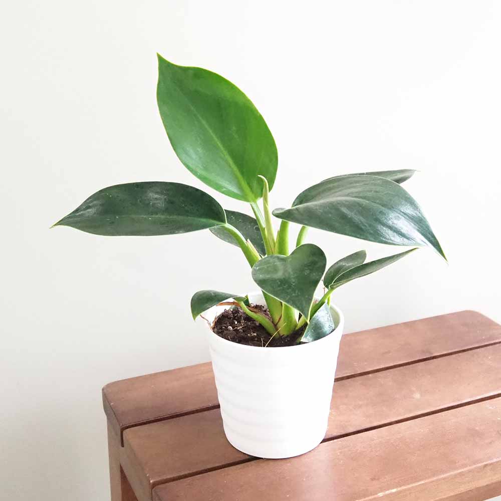 フィロデンドロン アップル 【観葉植物 3.5号】