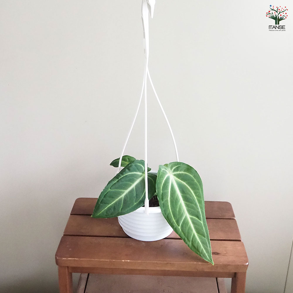 アンスリウム ヴィレナオルム 【観葉植物 5号／1個売り】