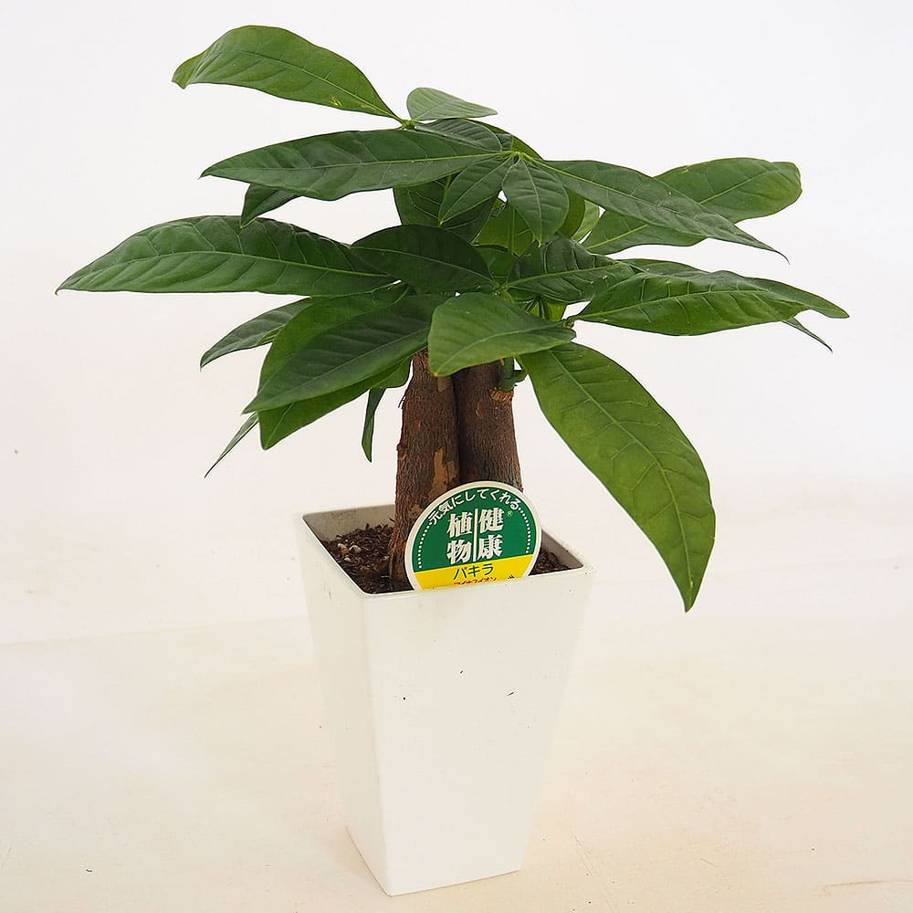 パキラ グラブラ 【観葉植物 4号／1個売り】