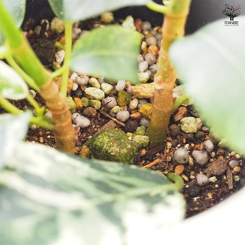 フィカス ルビギノーサ(斑入り) 【観葉植物 4号／1個売り】｜ 【植物の