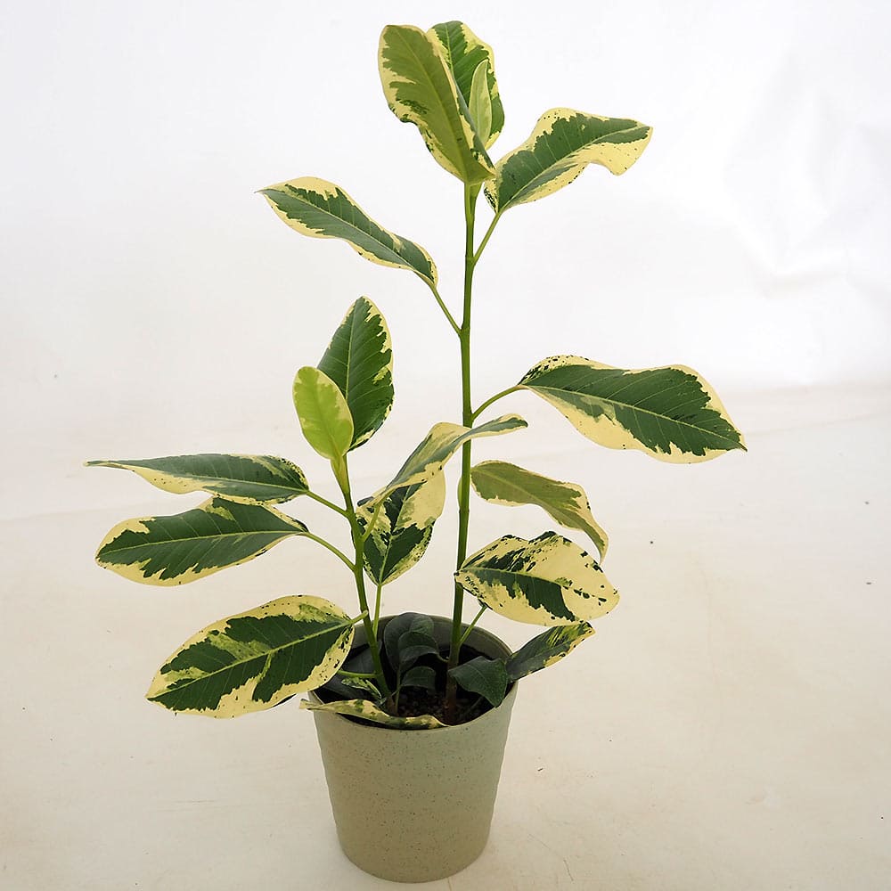 フィカス ルビギノーサ(斑入り) 【観葉植物 4号／1個売り】