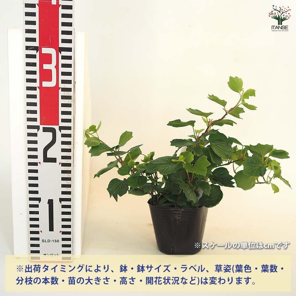 ヘデラ コックルシェル 【観葉植物 3号】｜ 【植物のITANSE