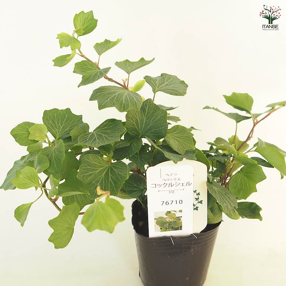 ヘデラ コックルシェル 【観葉植物 3号】｜ 【植物のITANSE