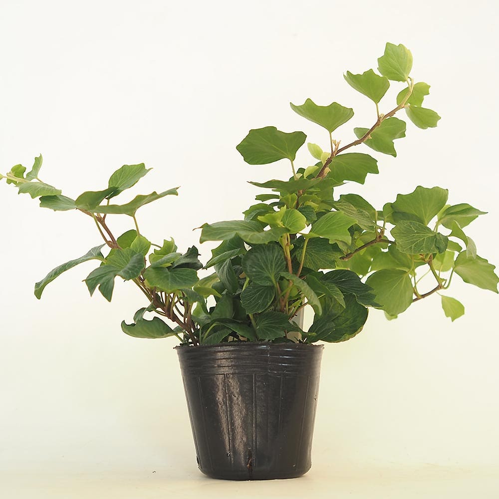 ヘデラ コックルシェル 【観葉植物 3号】