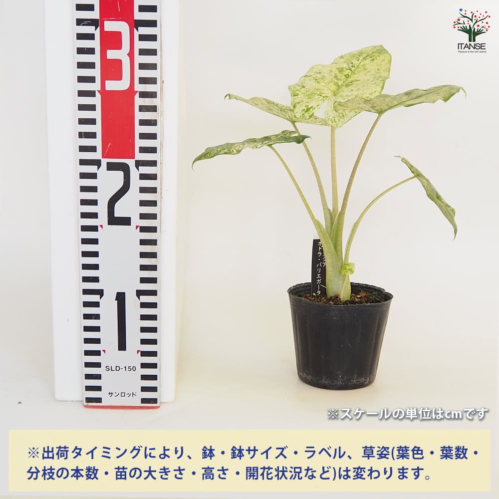 アロカシア オドラバリエガータバティック ジャックリンアロイド 観葉植物 抜き苗 アロカシア・オドラ 