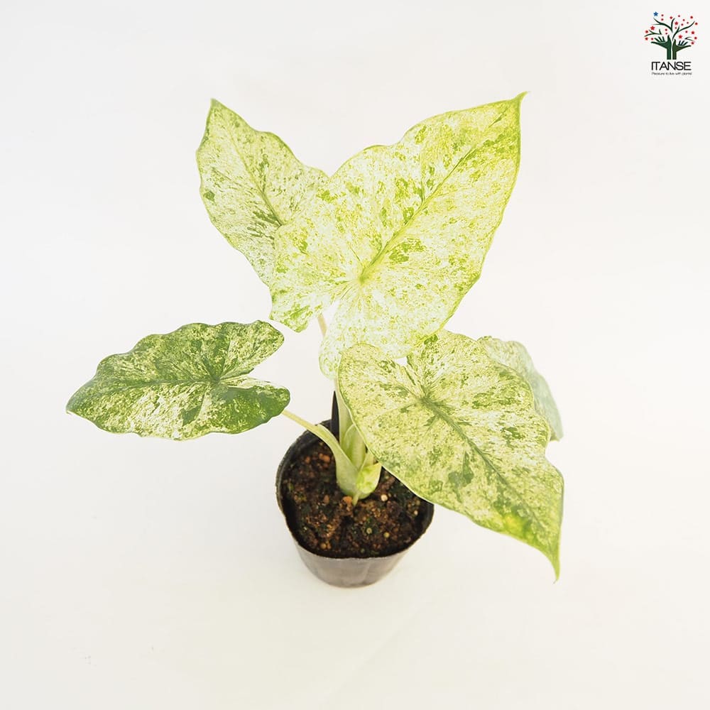 アロカシア オドラ バティック 斑入り(一株から子株9)個