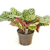 観葉植物 クテナンテ ブルレーマルクシー 【観葉植物 4号】|観葉植物