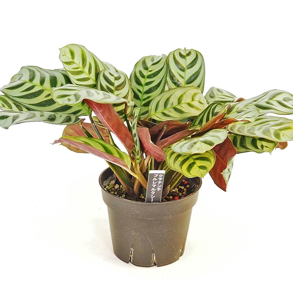 観葉植物 クテナンテ ブルレーマルクシー 【観葉植物 4号】