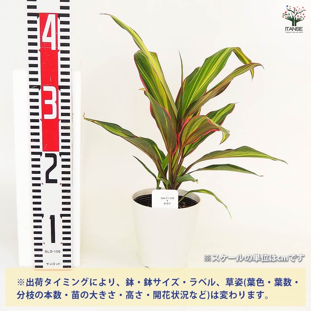 ドラセナキウイ　苗　リュウゼツラン 科　観葉植物　コルジリネ　コルディリネ コルディリネ キウイ 【観葉植物 4号】｜ 【植物のITANSE