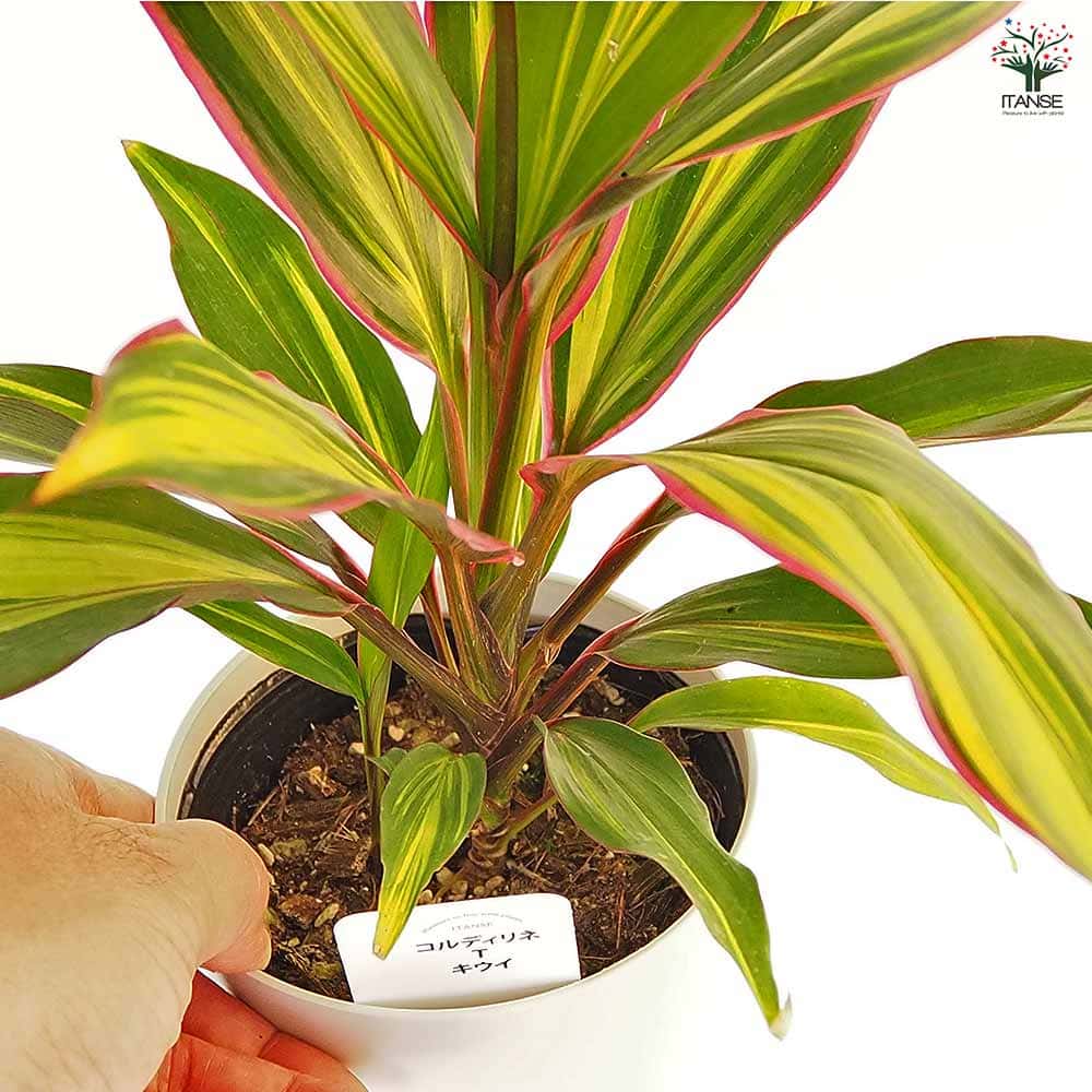 ドラセナキウイ　苗　リュウゼツラン 科　観葉植物　コルジリネ　コルディリネ コルディリネ キウイ 【観葉植物 4号】｜ 【植物のITANSE】全品