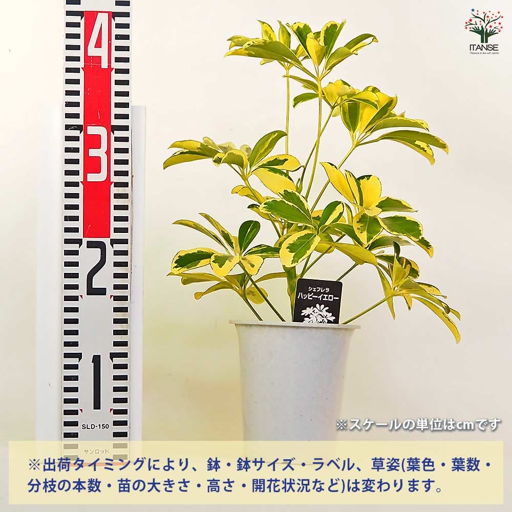 シェフレラ ハッピーイエロー 曲がり仕立て 観葉植物 シェフレラ・ハッピーイエロー まがりM | 観葉植物の通販 AND