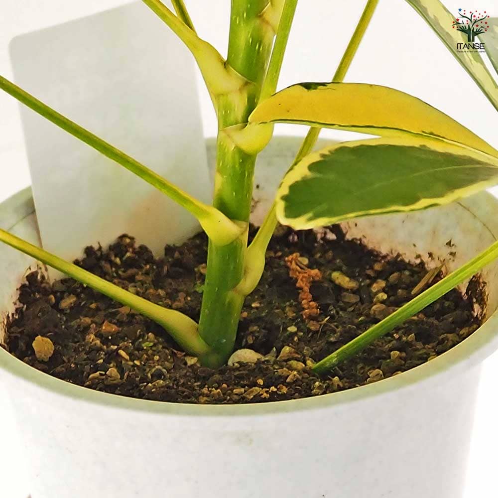 シェフレラ ハッピーイエロー 【観葉植物 4号】｜ 【植物の