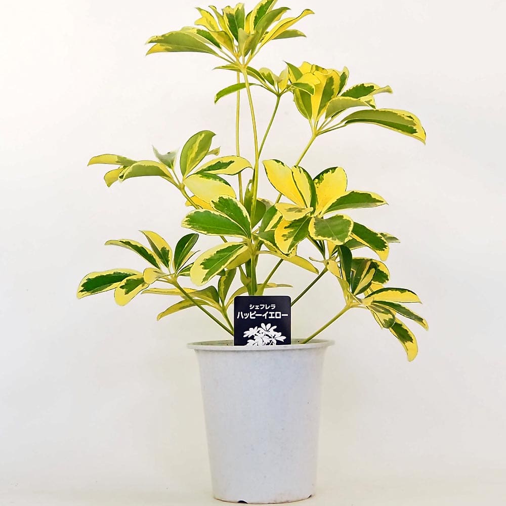 シェフレラ ハッピーイエロー 曲がり仕立て 観葉植物 観葉植物 シェフレラ ハッピーイエロー アートフラワー plant