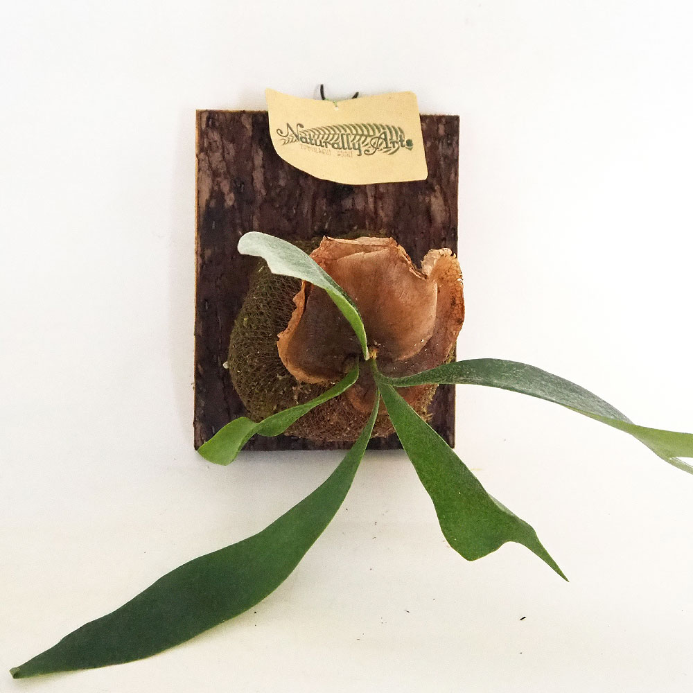 ビカクシダ(コウモリラン) アルシコルネ板付き  【観葉植物 なし】