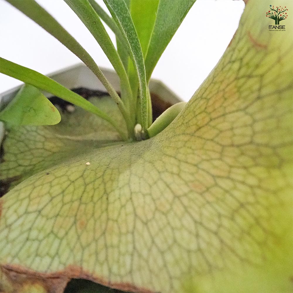 b特大　観葉植物　ビカクシダ　コウモリラン コウモリラン ビカクシダ 4号(1鉢) | チャーム