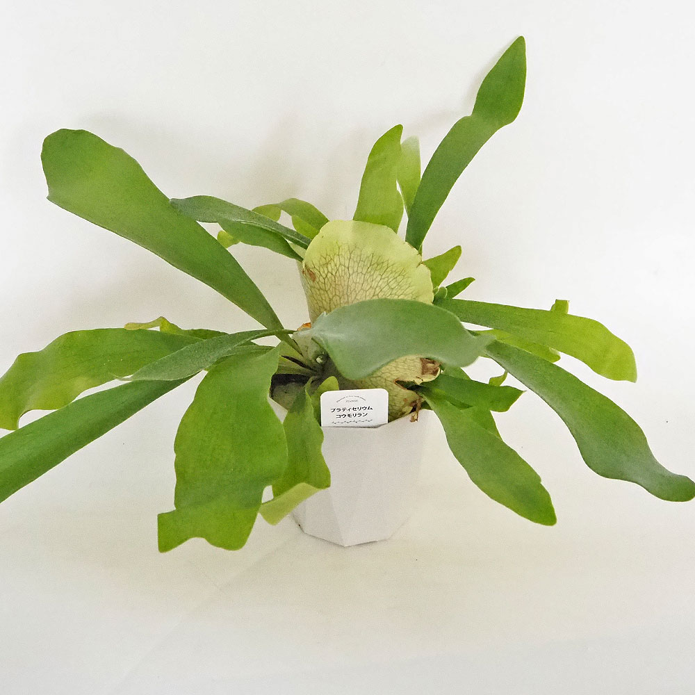 信頼への信頼 ビカクシダ(コウモリラン) ネザーランド 【観葉植物 4号 ビカクシダ