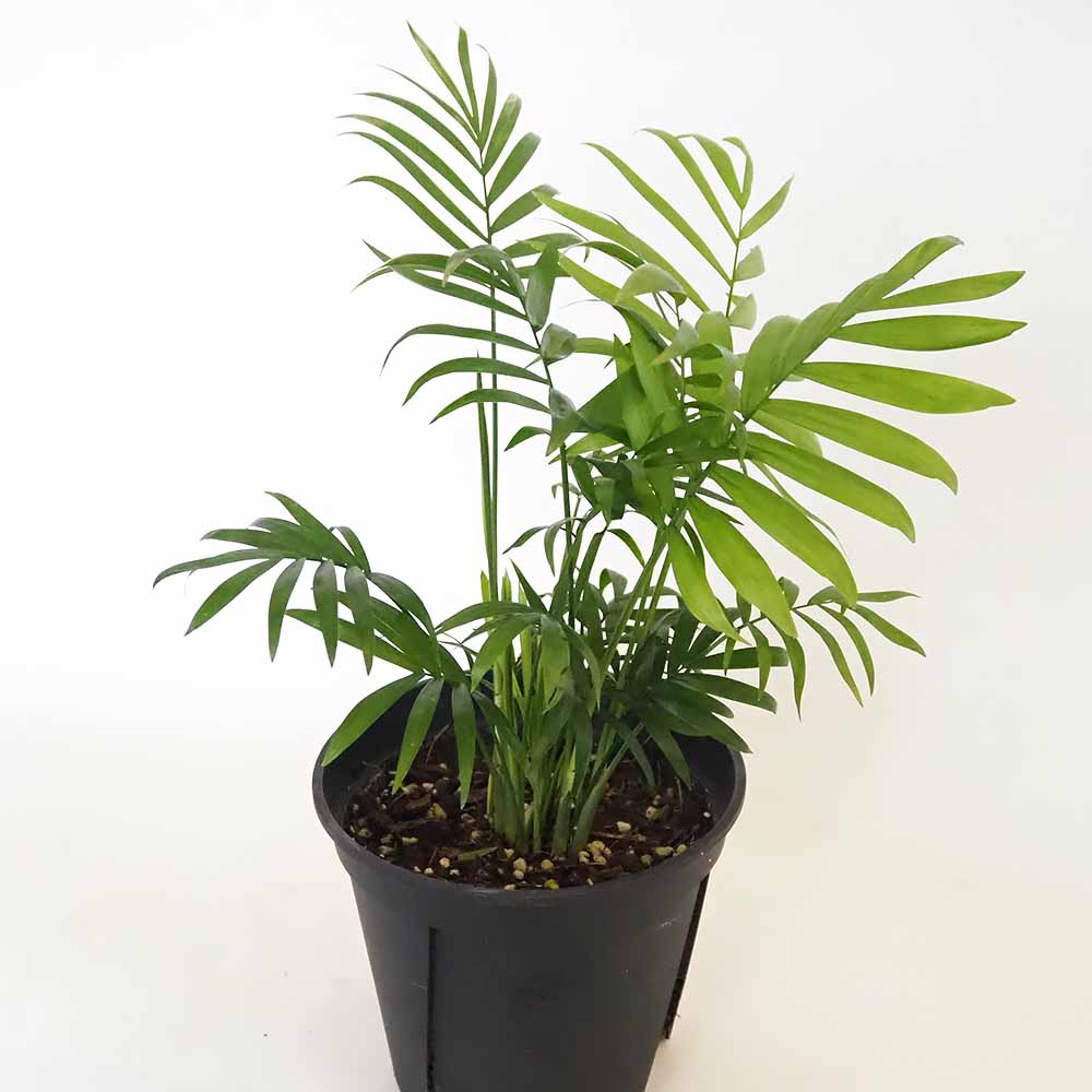 テーブルヤシ 【観葉植物 5号／1個売り】