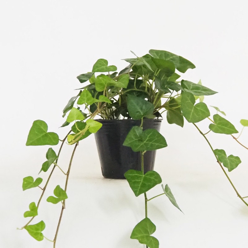 観葉植物 ユッカ アロイフォリア 【観葉植物 5号／1個売り