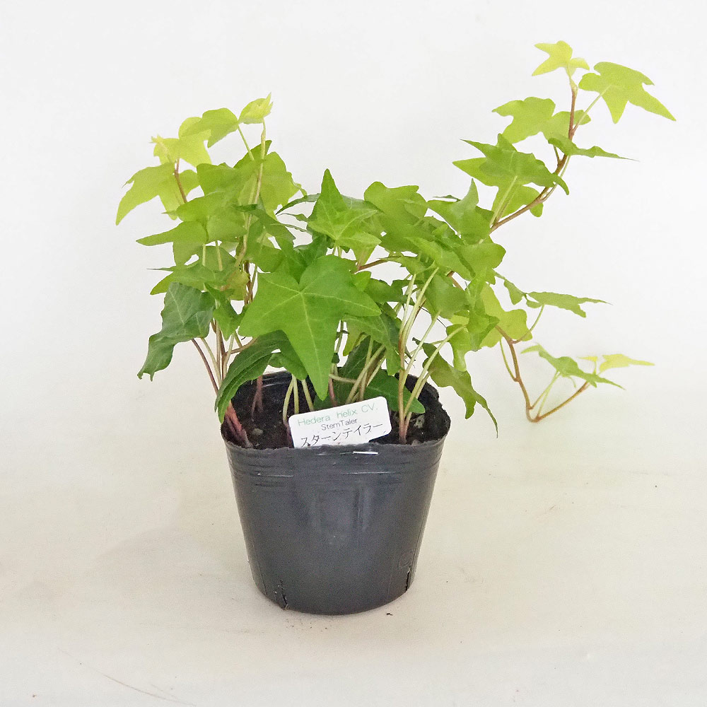 ヘデラ スターンテイラー 【観葉植物 3号】