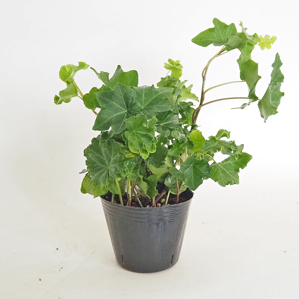 ヘデラ パーサリークレステッド 【観葉植物 3号】
