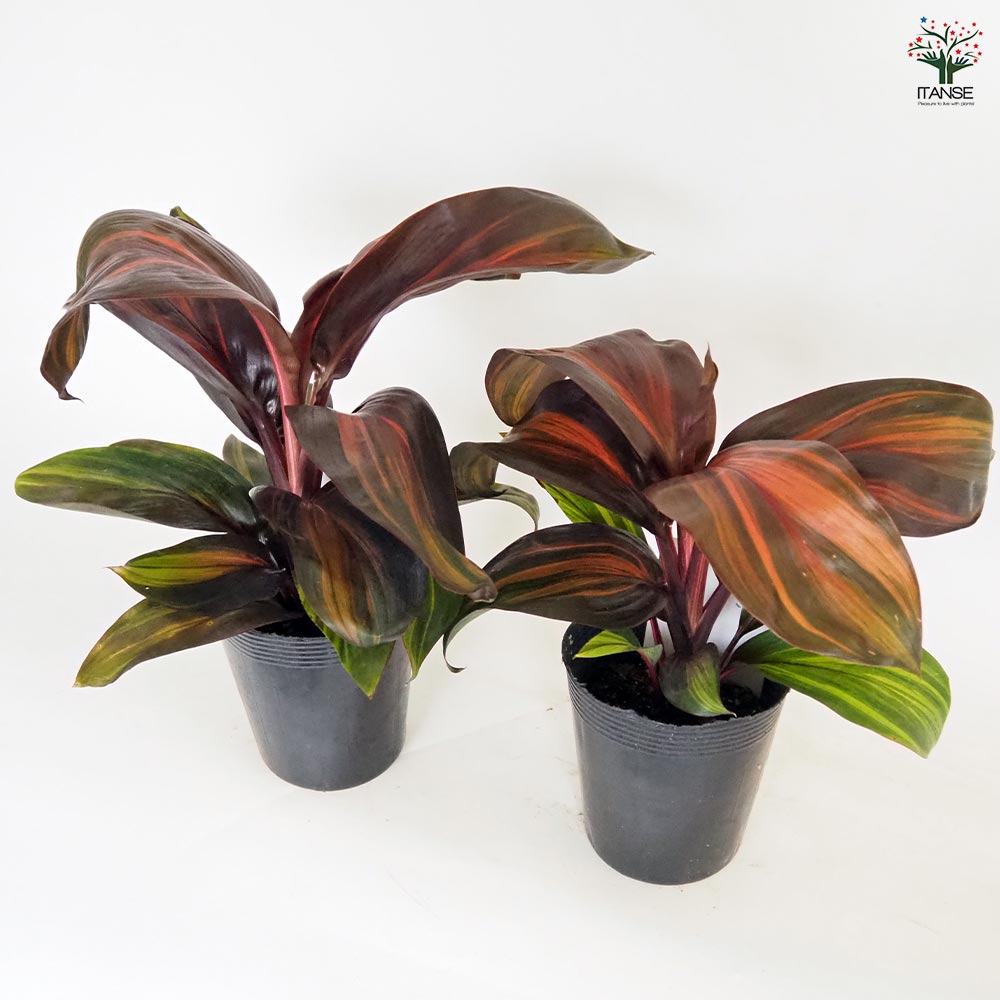 コルディリネ レッドチョコレートクイーン 【観葉植物 3.5号