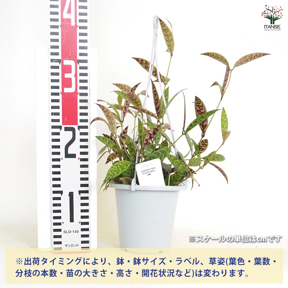 エスキナンサス マルモラタス4号吊り鉢 【観葉植物 4号】｜ 【植物の