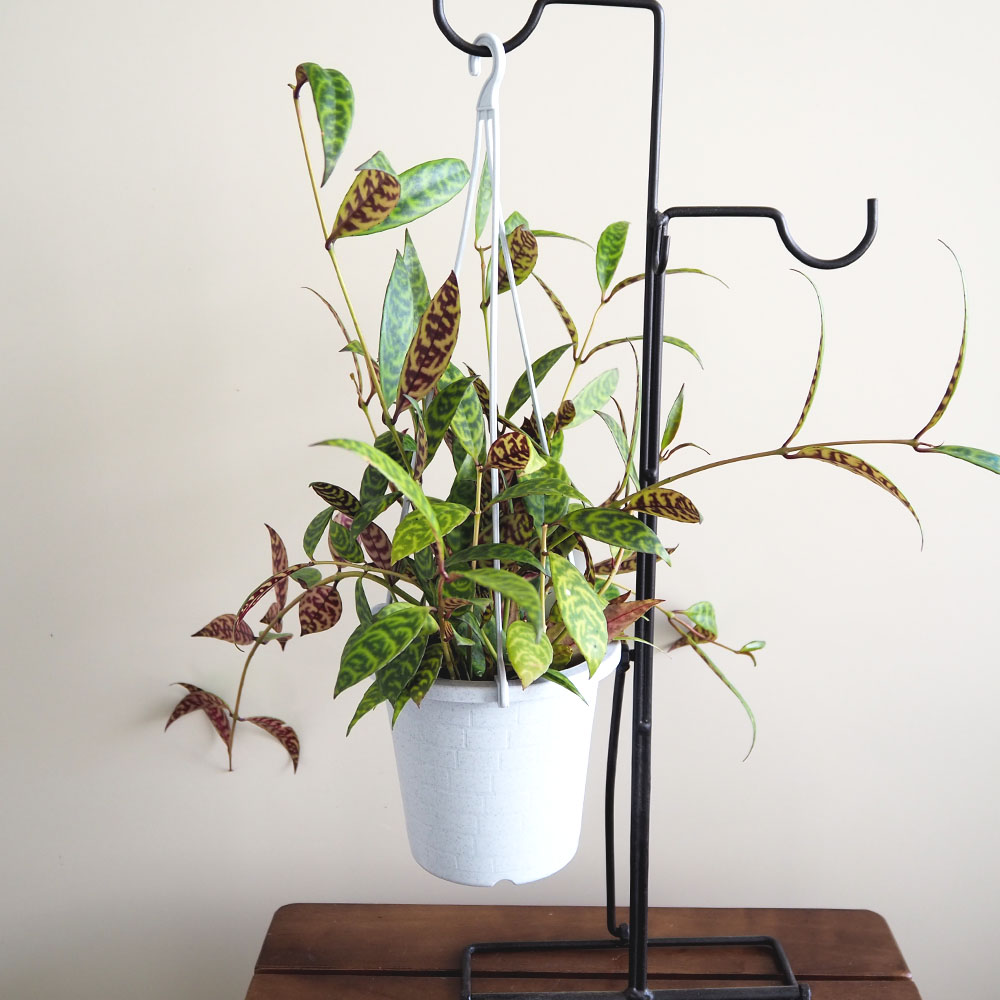 ［現品］90番　エスキナンサス　マルモラタス　5号　観葉植物　室内　吊り下げ 現品］90番 エスキナンサス マルモラタス 5号 観葉植物 室内