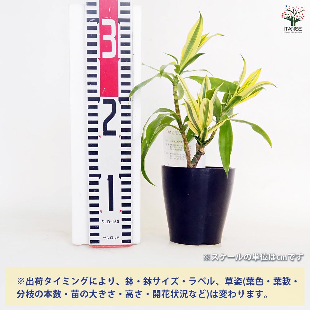 観葉植物　らん 日本春蘭 雪山 東洋蘭 富貴蘭 長生蘭 古典園芸 山野草 盆栽 ②