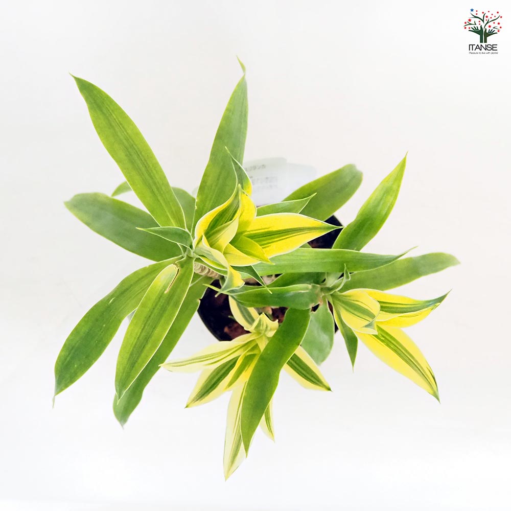 ドラセナ ソング オブ スリランカ 【観葉植物 4号】｜ 【植物の