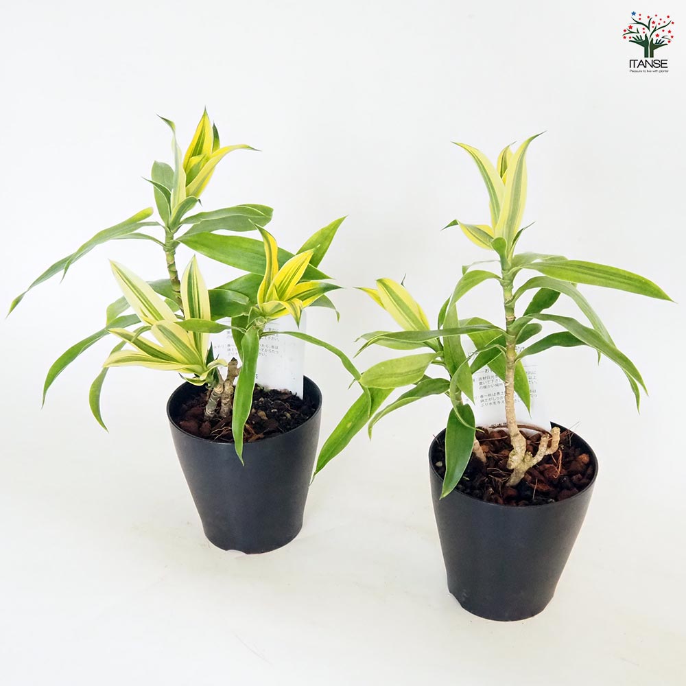 ドラセナ ソング オブ スリランカ 【観葉植物 4号】｜ 【植物の