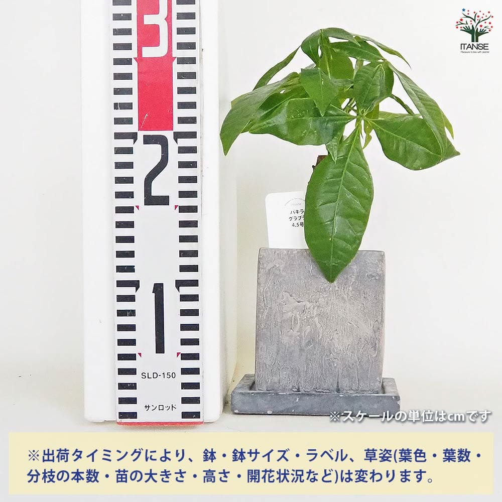 パキラ グラブラ陶器鉢 受皿付き 【観葉植物 4.5号／1個売り
