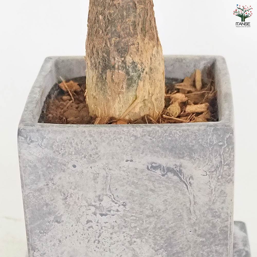 パキラ グラブラ陶器鉢 受皿付き 【観葉植物 4.5号／1個売り