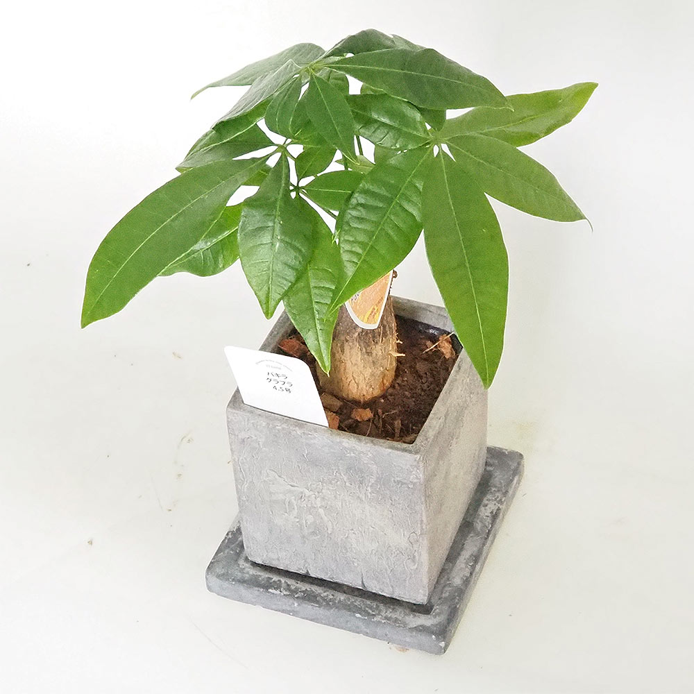 パキラ グラブラ陶器鉢 受皿付き 【観葉植物 4.5号／1個売り】