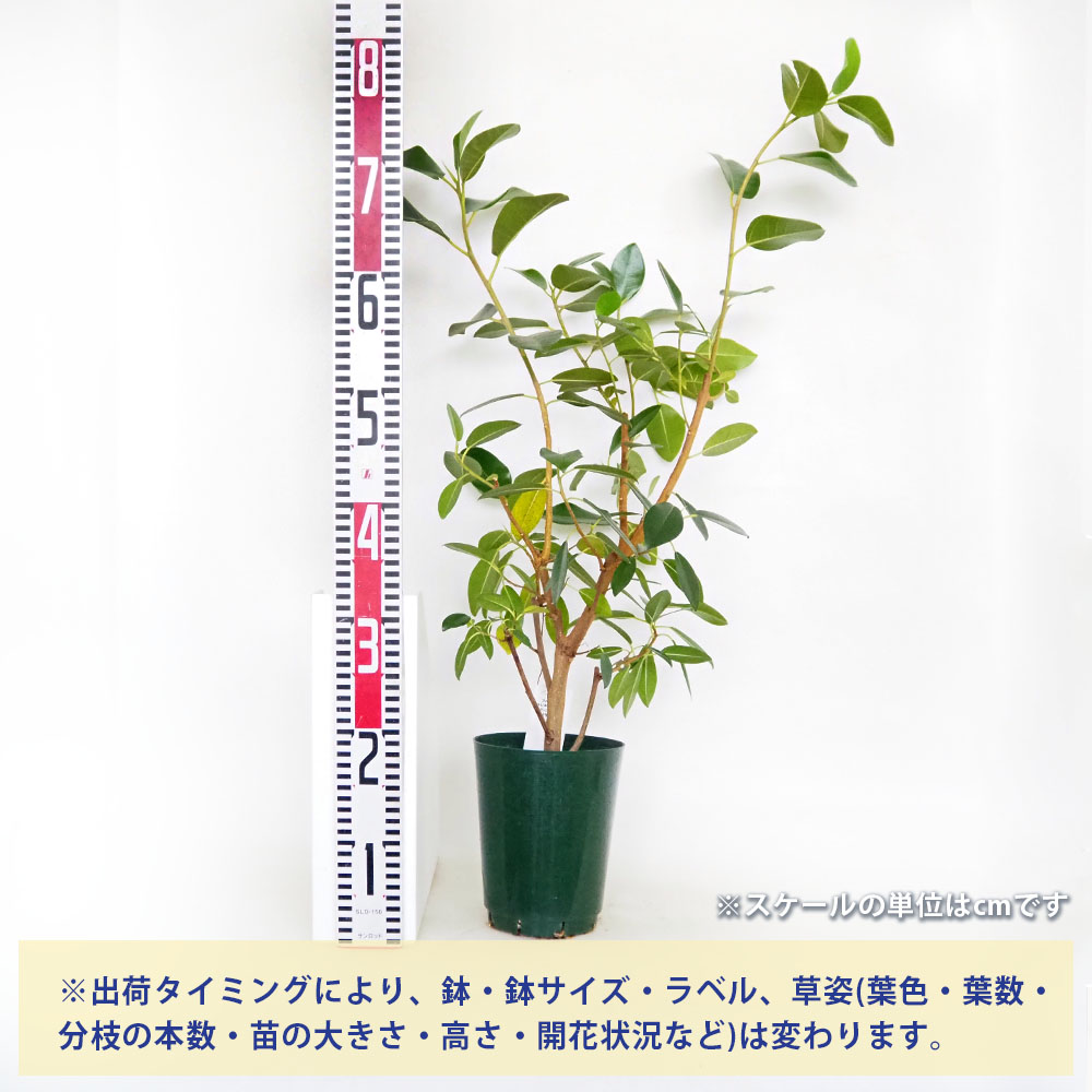 フィカス　ルビキノーサ 250425 5 フランスゴム(フィカスルビキノーサ) | FEEL THE GREEN | 姫路の
