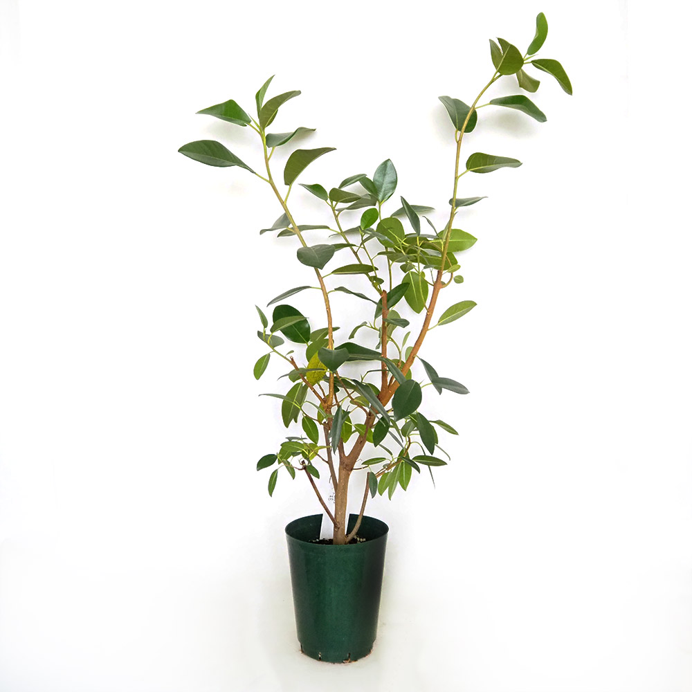 フィカス ルビギノーサ(フィカス) 【観葉植物 5号／1個売り】