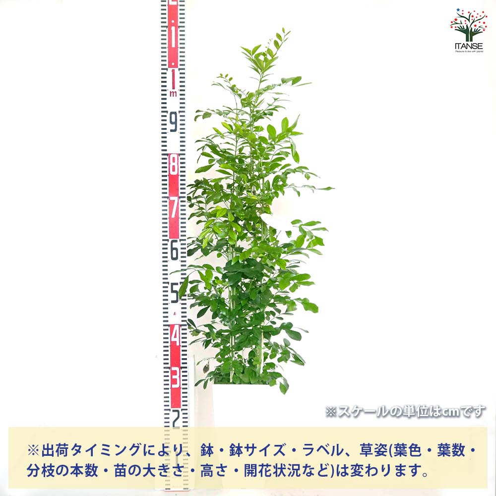 観葉植物 シルクジャスミン(ゲッキツ) 【観葉植物 6号／1個売り