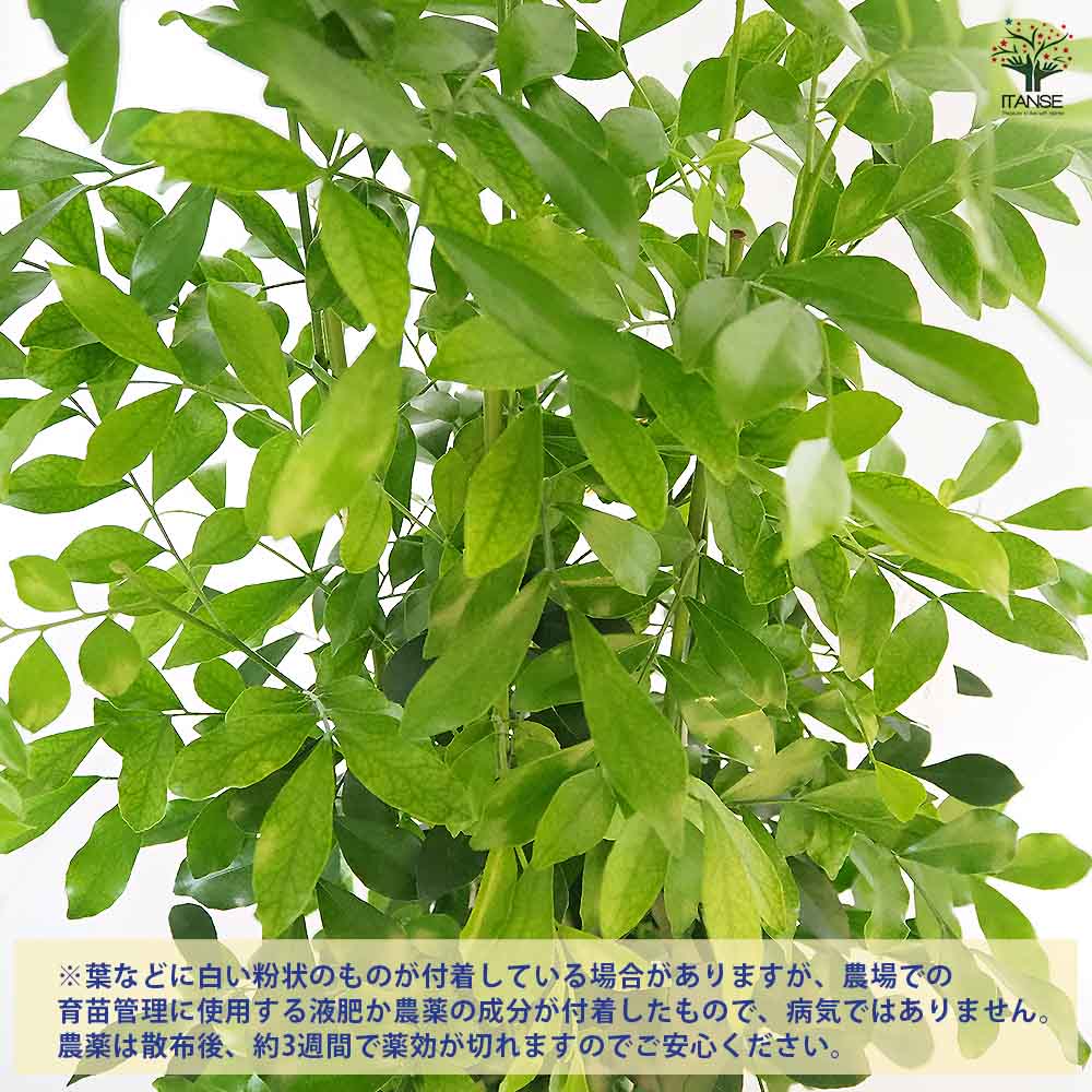 観葉植物 シルクジャスミン(ゲッキツ) 【観葉植物 6号／1個売り