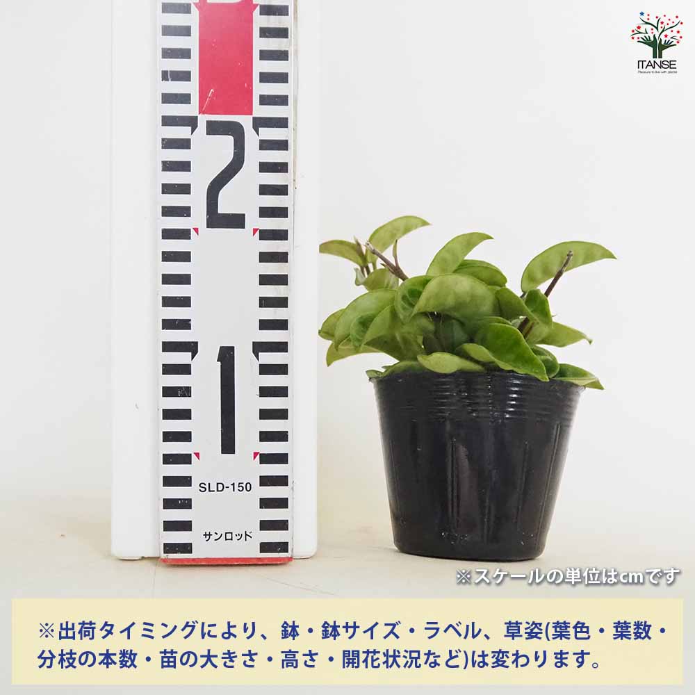 ホヤ クリンクルエイト 【観葉植物 3号】｜ 【植物のITANSE