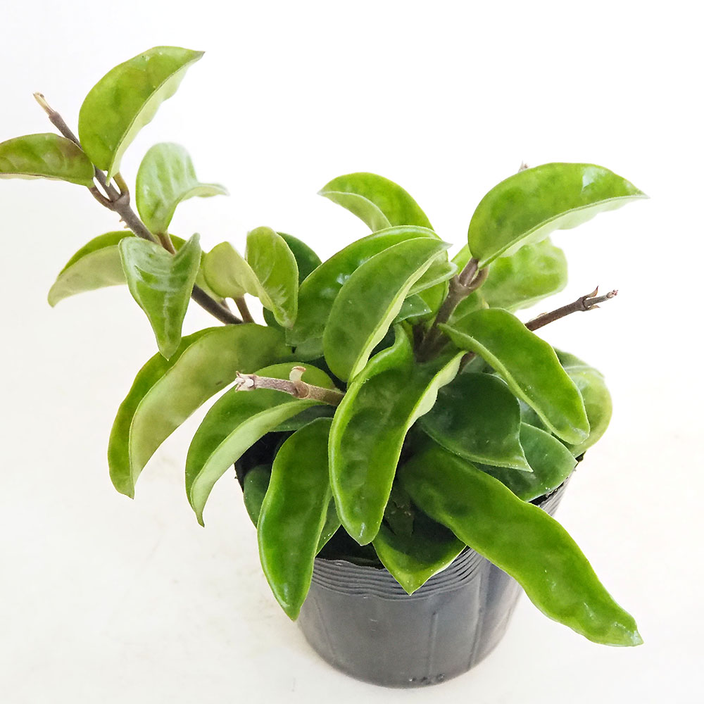 ホヤ クリンクルエイト 【観葉植物 3号】