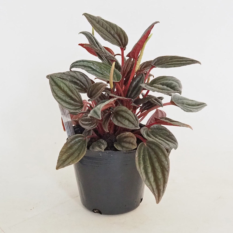 ペペロミア ホープ 【観葉植物 3.5号】｜ 【植物のITANSE】全品