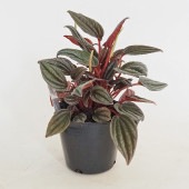 ペペロミア カペラータ 銀河 【観葉植物 3号】