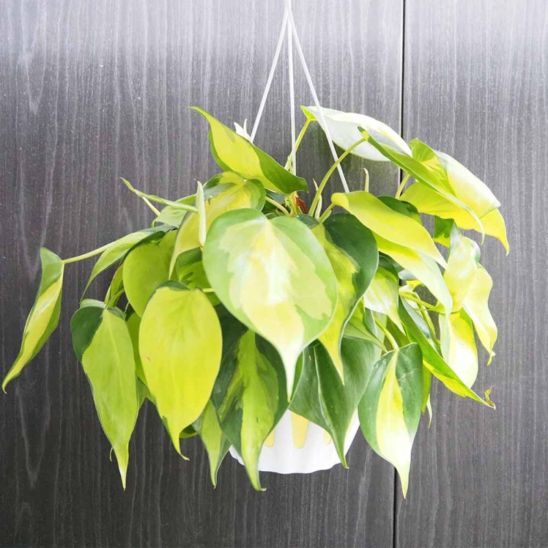 宿根ネメシア レモンスカッシュ 【花苗 3.5号】｜ 【植物の