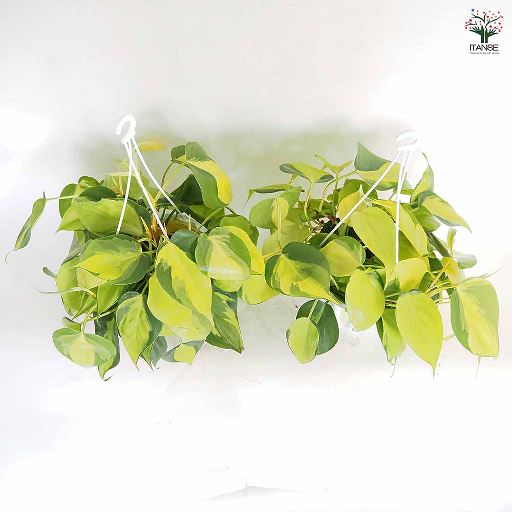 フィロデンドロン ブラジル 【観葉植物 5号／1個売り】｜ 【植物の