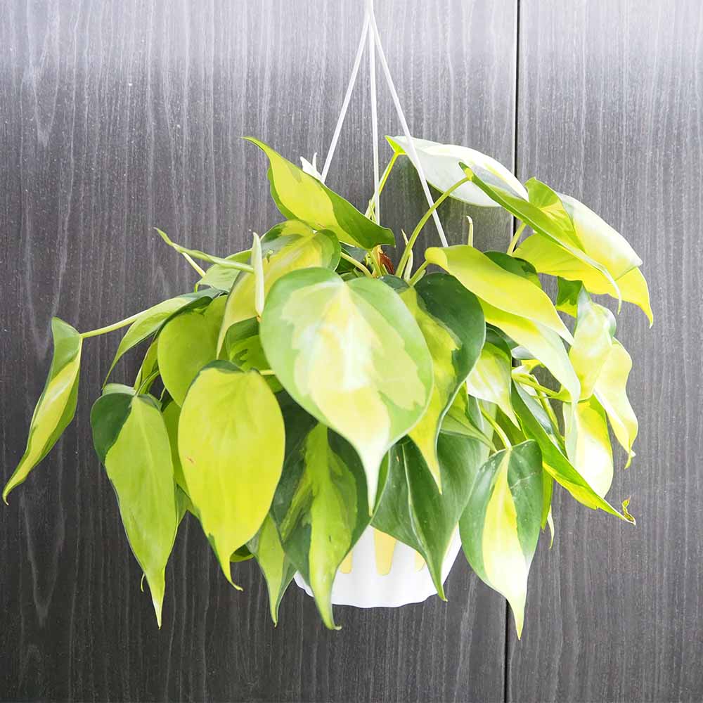 フィロデンドロン ブラジル 【観葉植物 5号／1個売り】｜ 【植物の