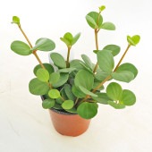 ペペロミア ホープ 【観葉植物 3.5号】