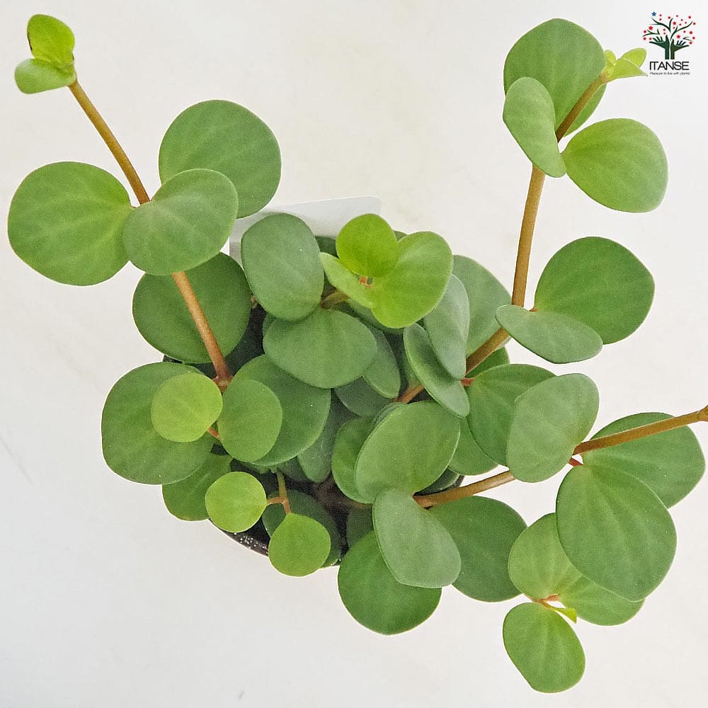 ペペロミア ホープ 【観葉植物 3.5号】｜ 【植物のITANSE