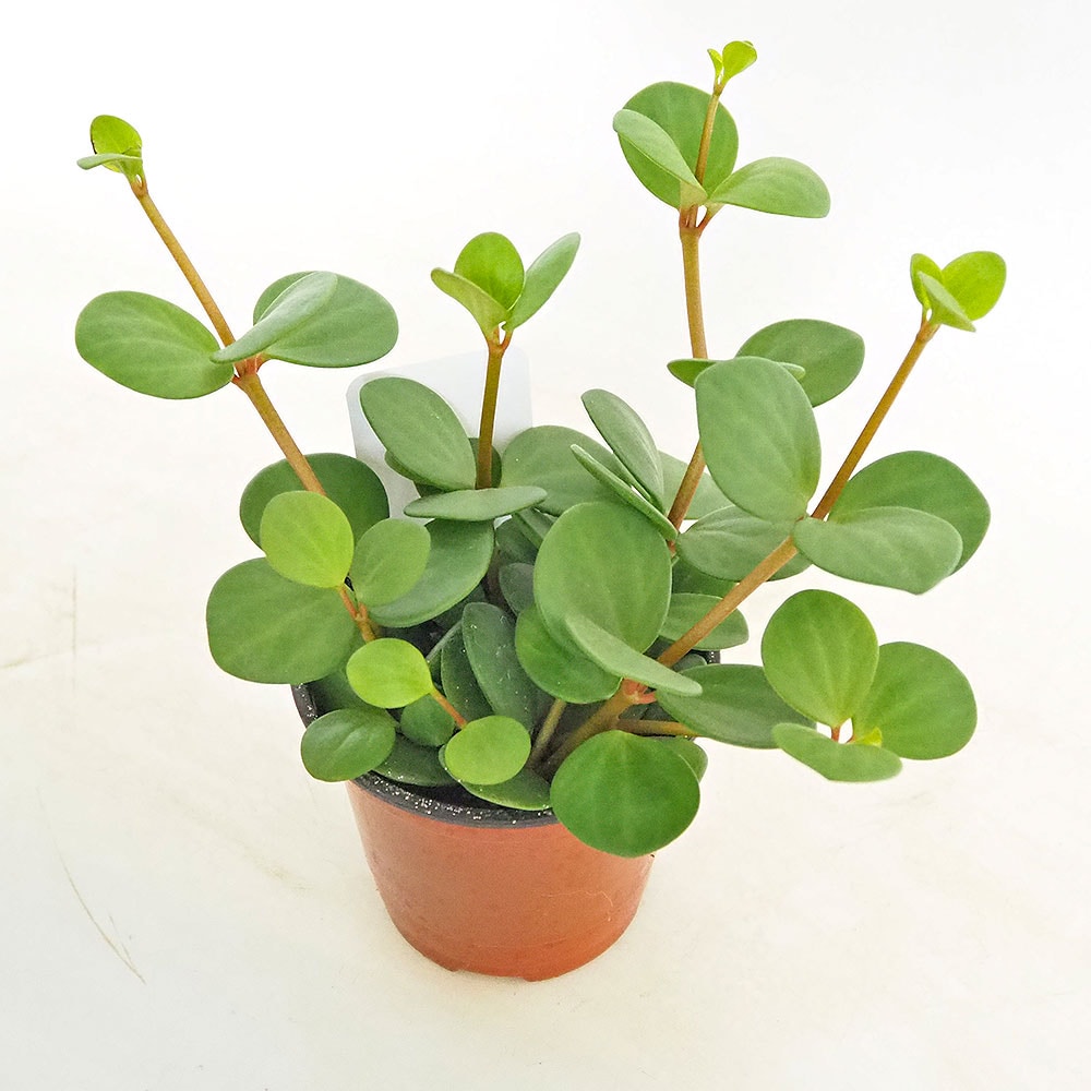 ペペロミア ホープ 【観葉植物 3.5号】