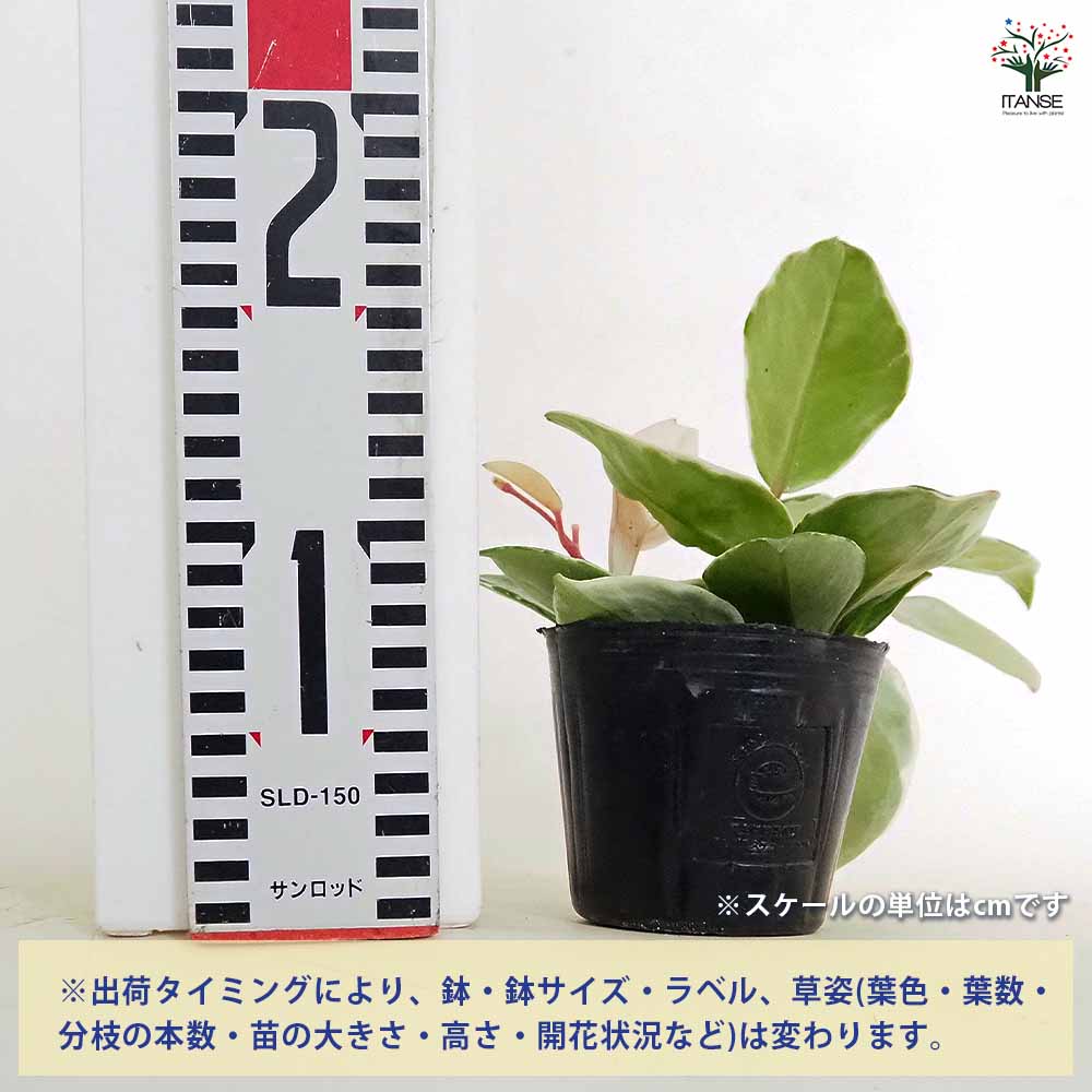 ホヤ カルノーサ 【観葉植物 3号】｜ 【植物のITANSE】全品送料